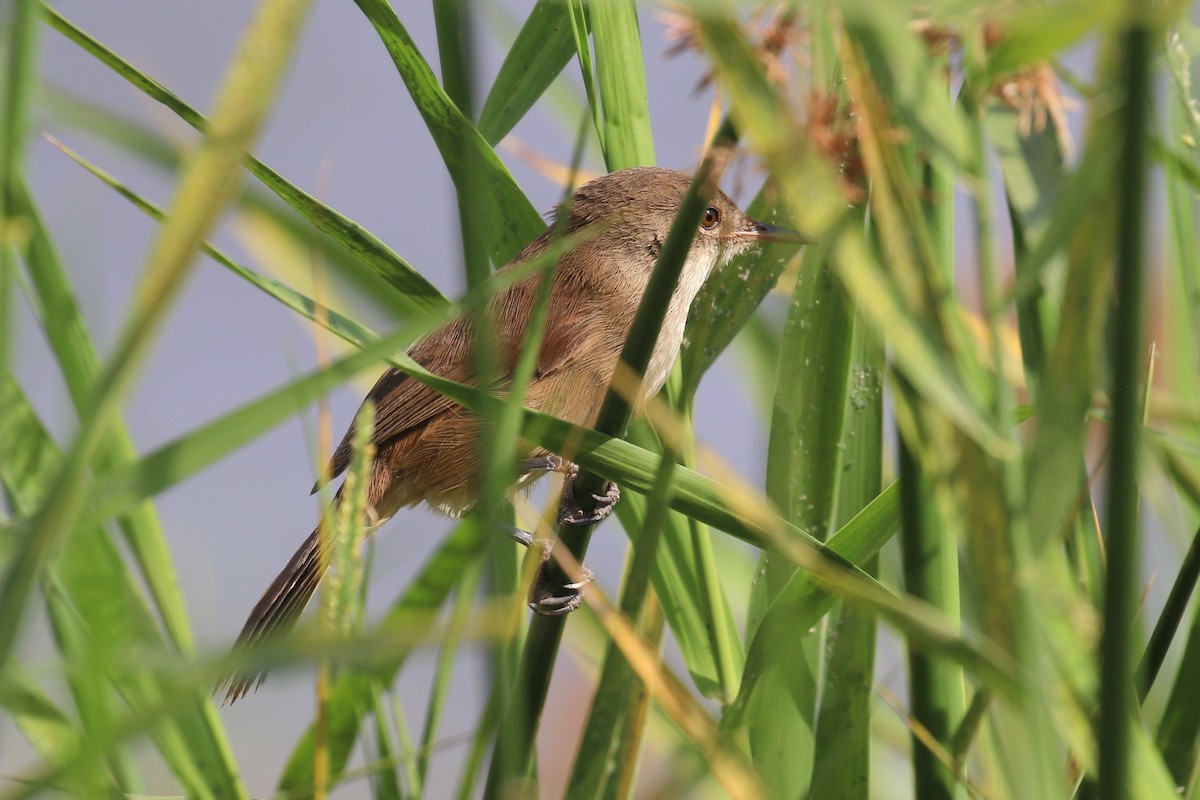 Lesser Swamp Warbler - ML623515456