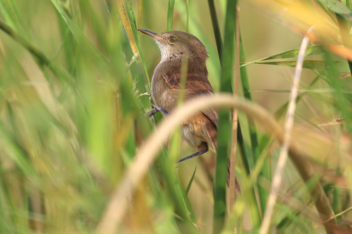 Lesser Swamp Warbler - Fikret Ataşalan