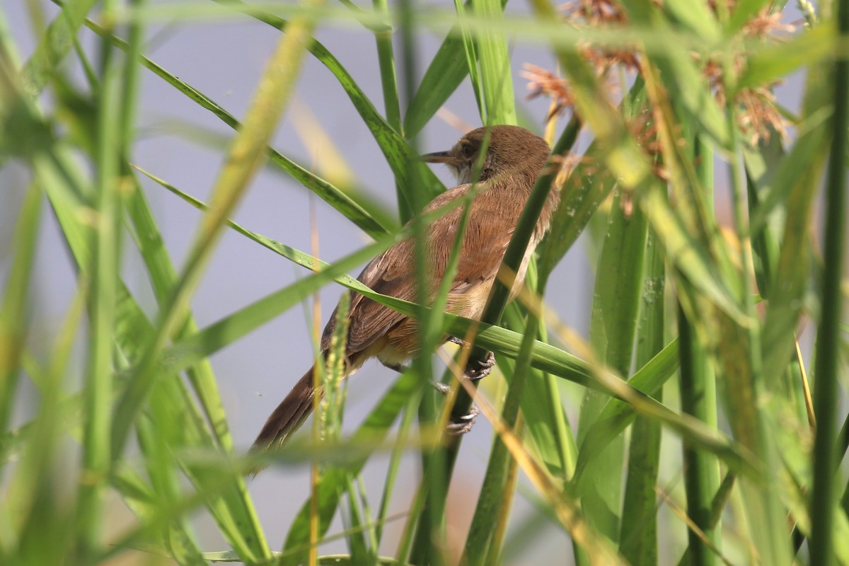 Lesser Swamp Warbler - ML623515458