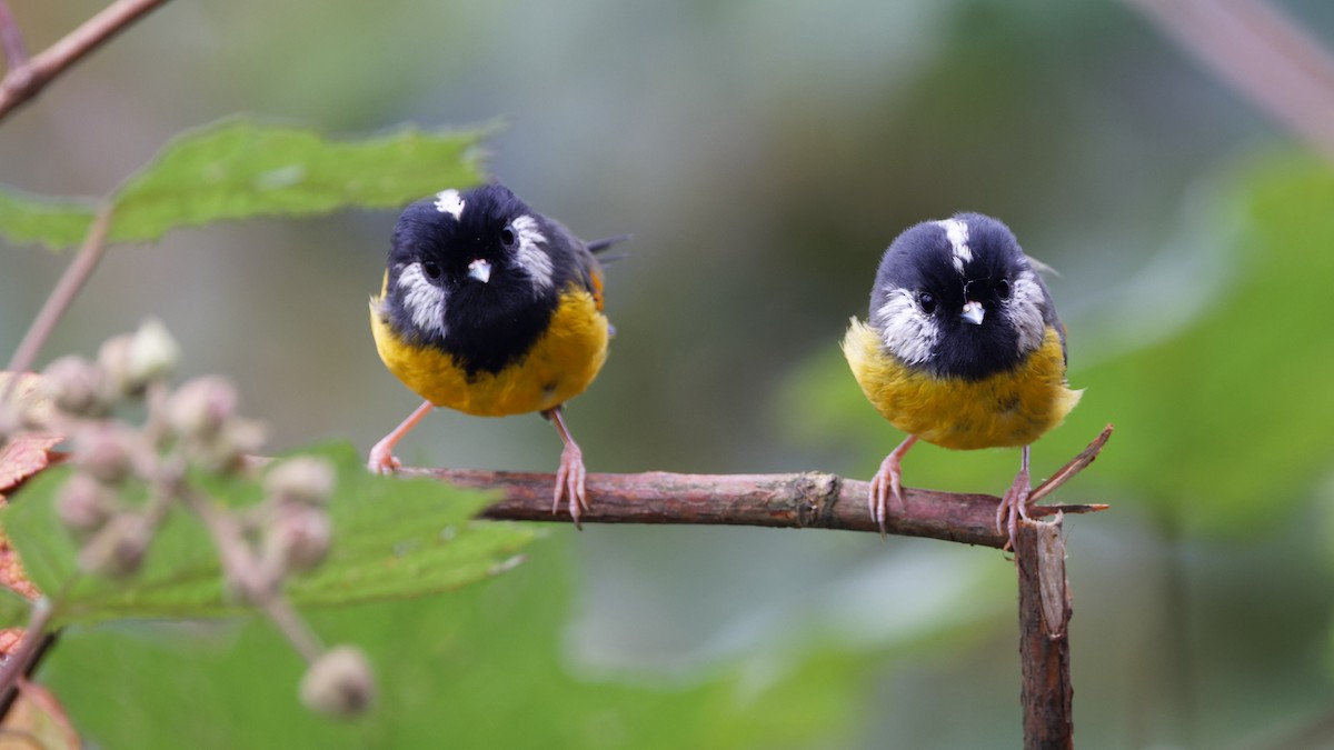 Golden-breasted Fulvetta - ML623515485