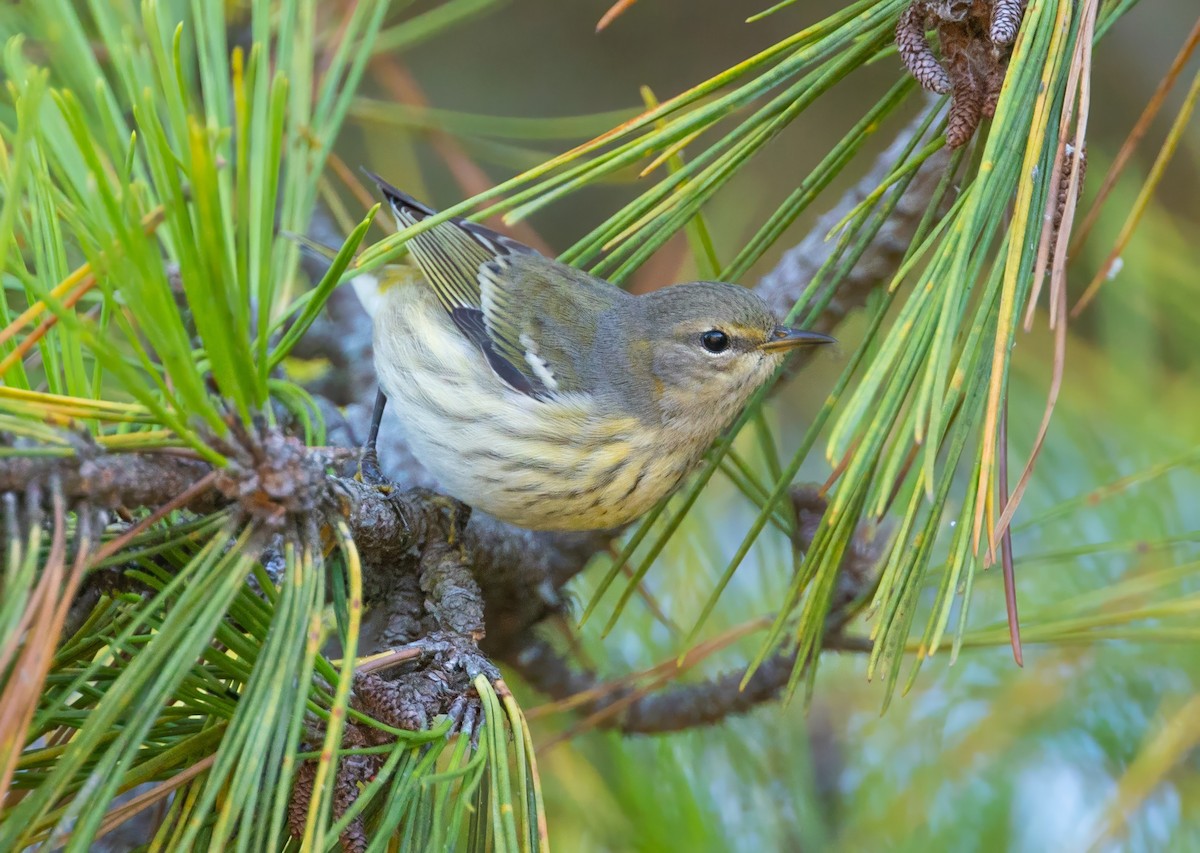 Paruline tigrée - ML623515492