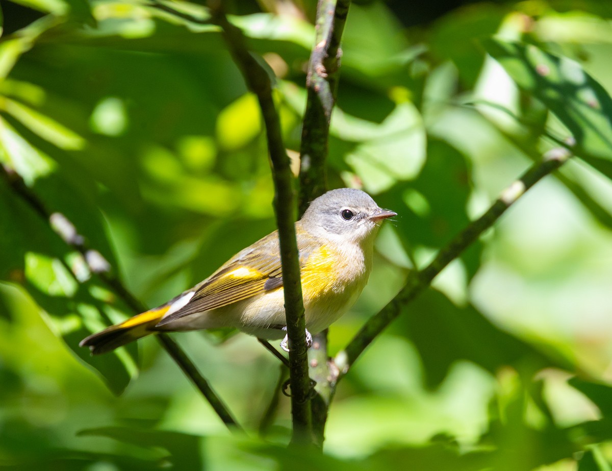 Paruline flamboyante - ML623515501