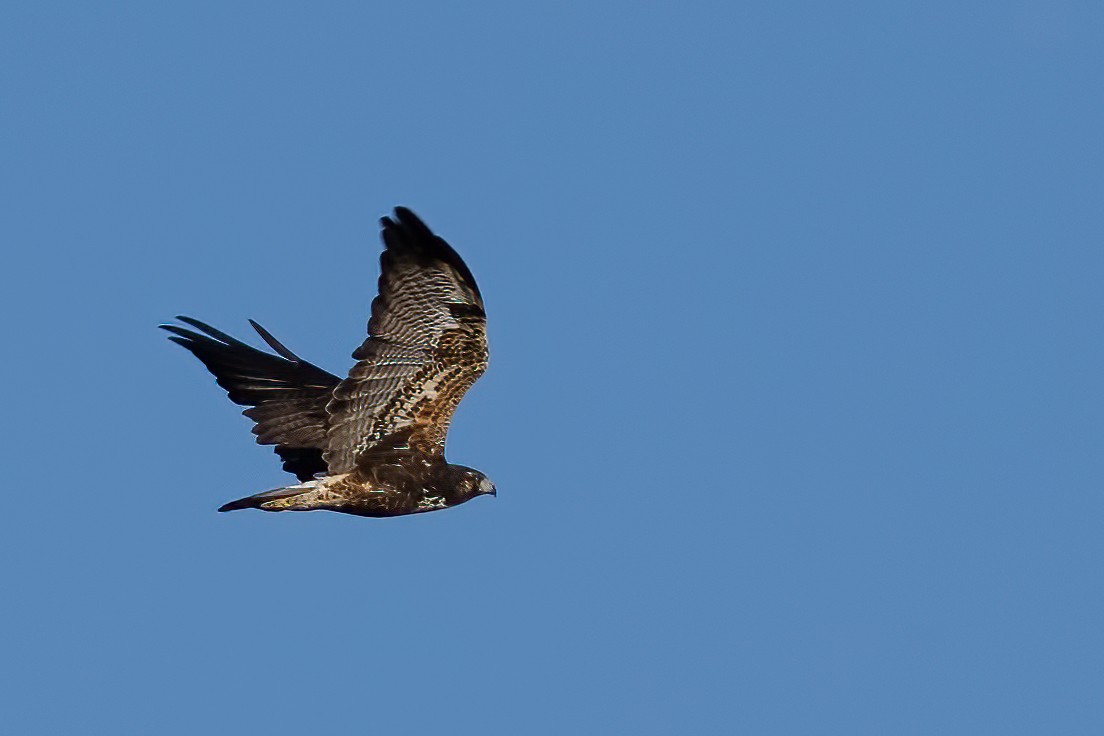 White-tailed Hawk - Sergio Porto