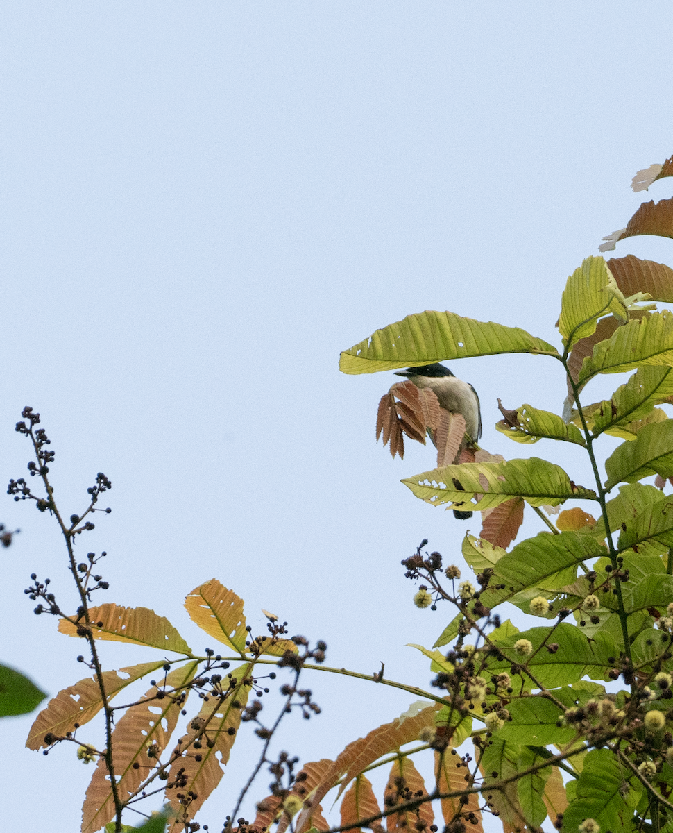 Black-winged Flycatcher-shrike - ML623515539