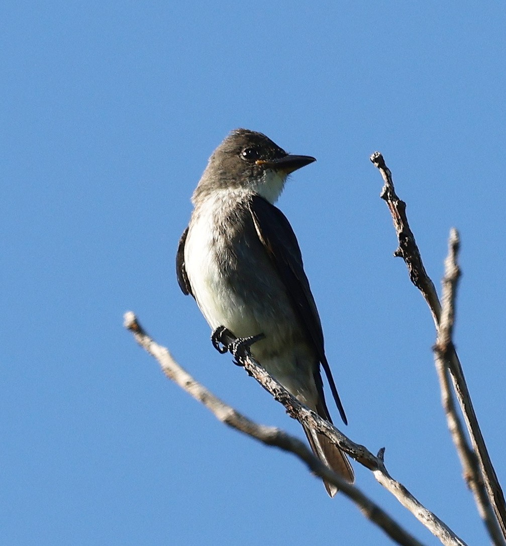 Olive-sided Flycatcher - ML623515544