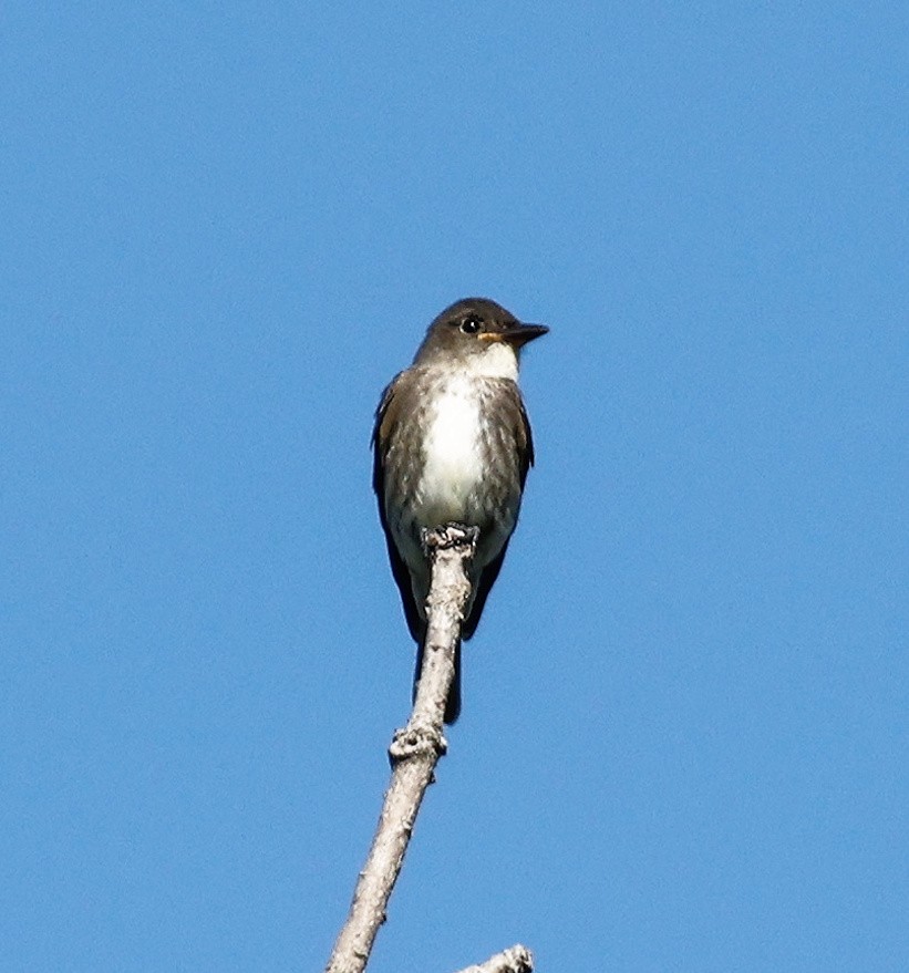 Olive-sided Flycatcher - ML623515545