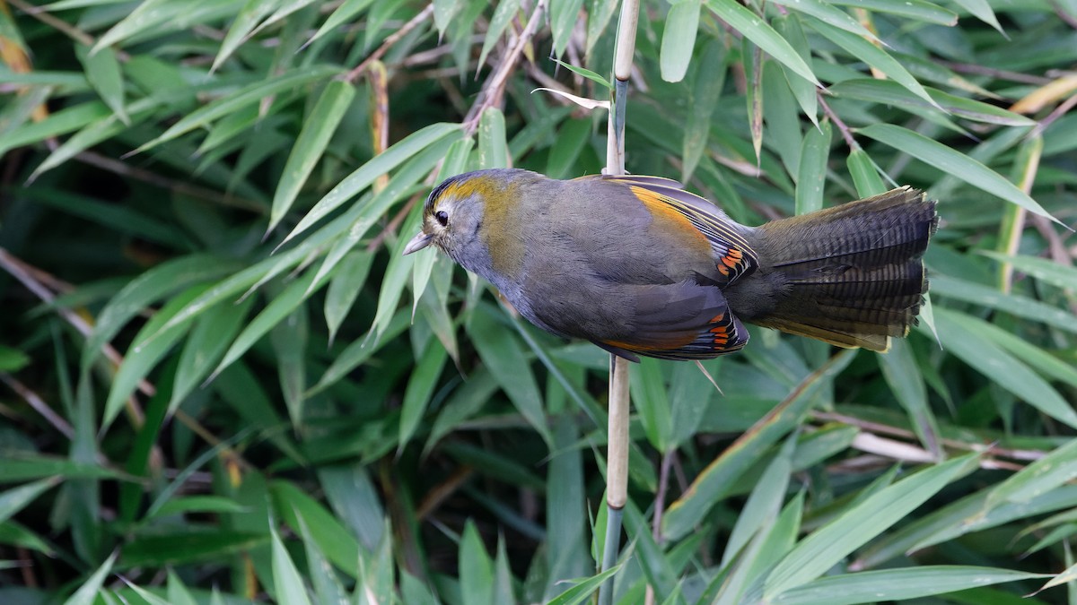 Gray-faced Liocichla - ML623515565