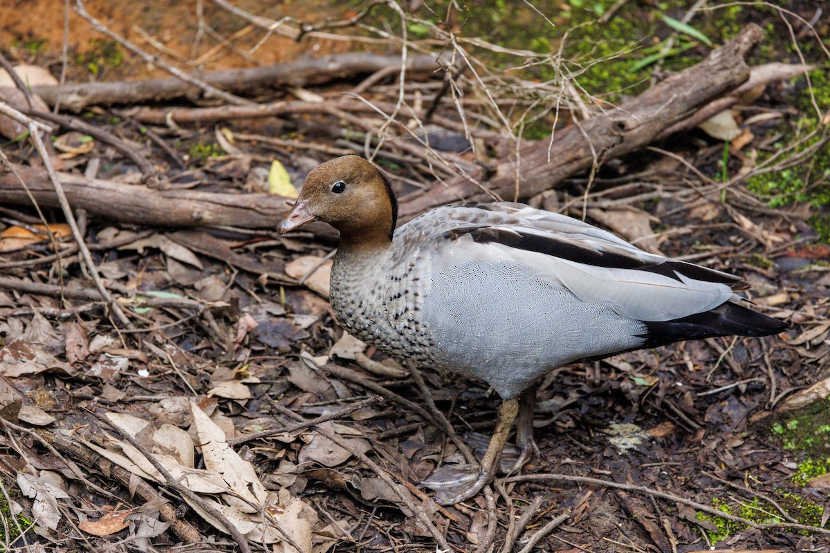 Maned Duck - ML623515595