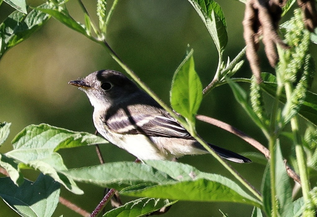 Least Flycatcher - ML623515625