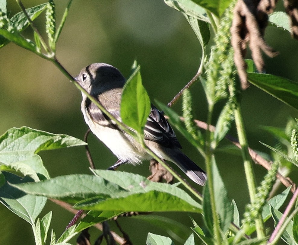 Least Flycatcher - ML623515626