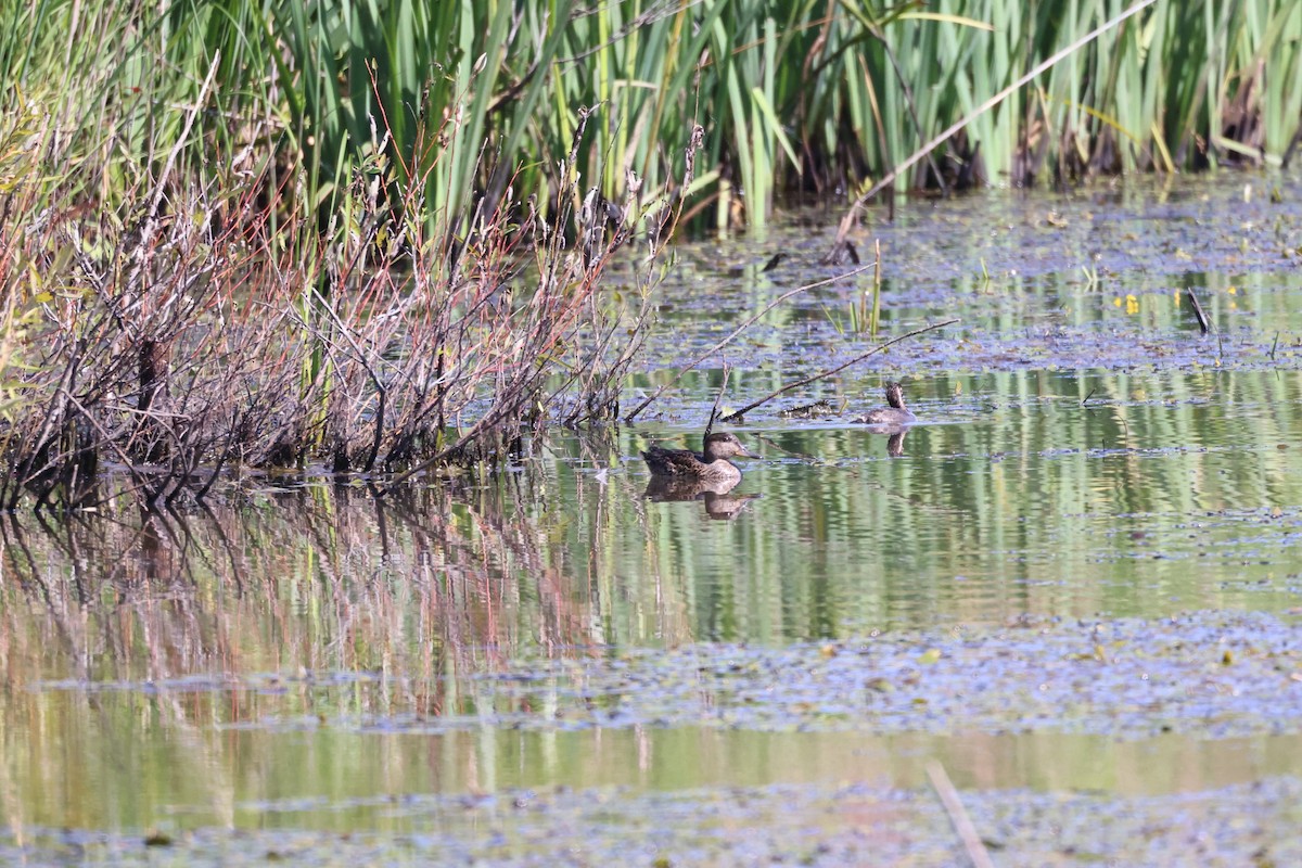 Green-winged Teal - ML623515651