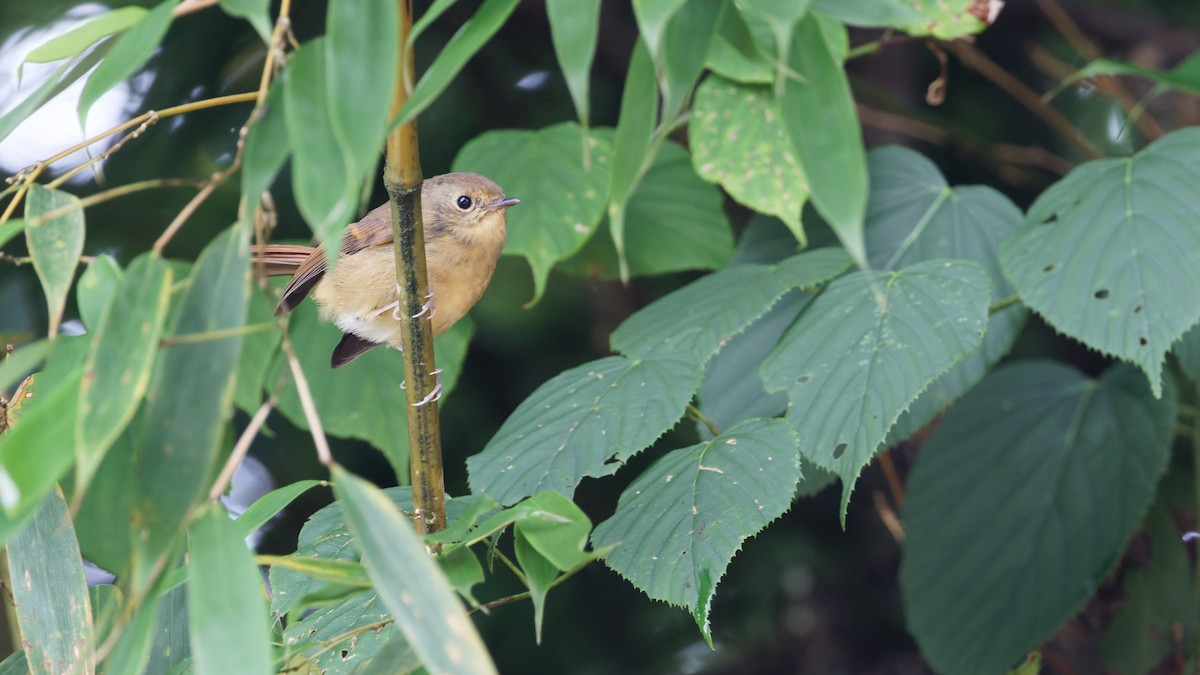 Slaty-blue Flycatcher - Hai HUANG