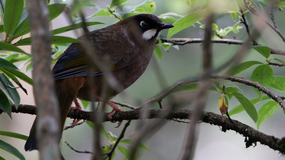 Black-faced Laughingthrush - ML623515704