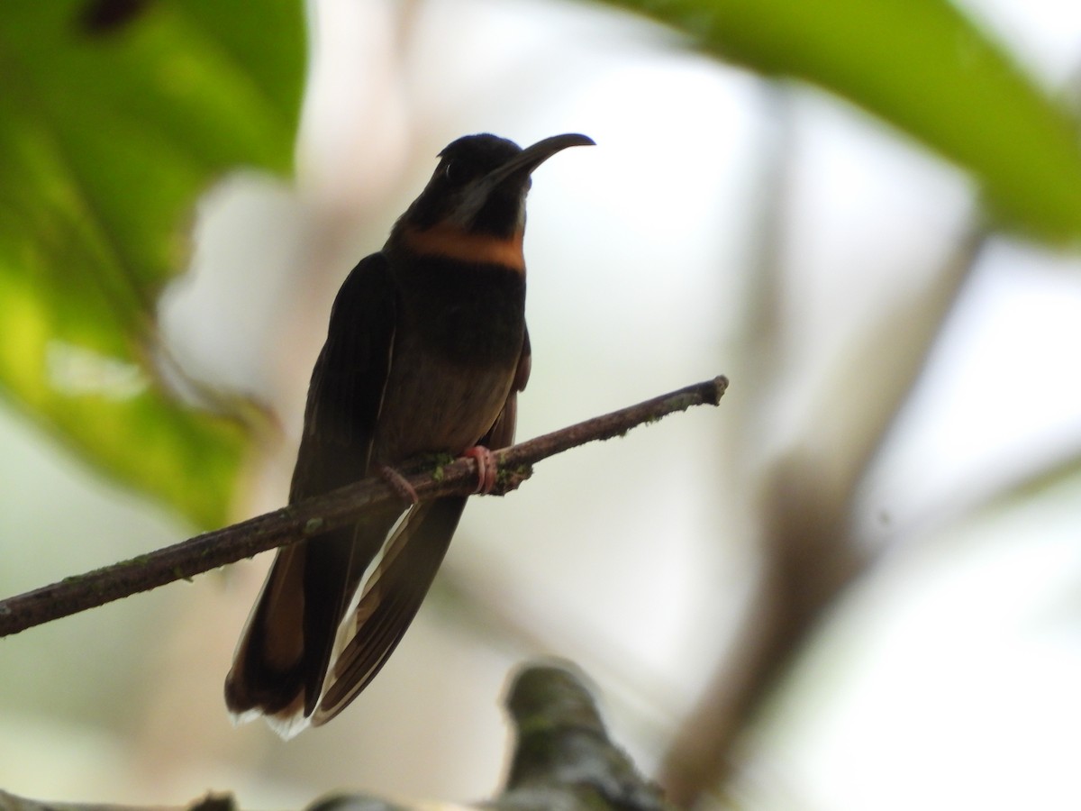 Pale-tailed Barbthroat - ML623515718