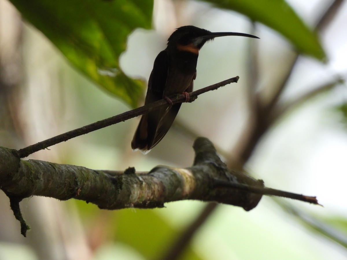 Pale-tailed Barbthroat - ML623515719