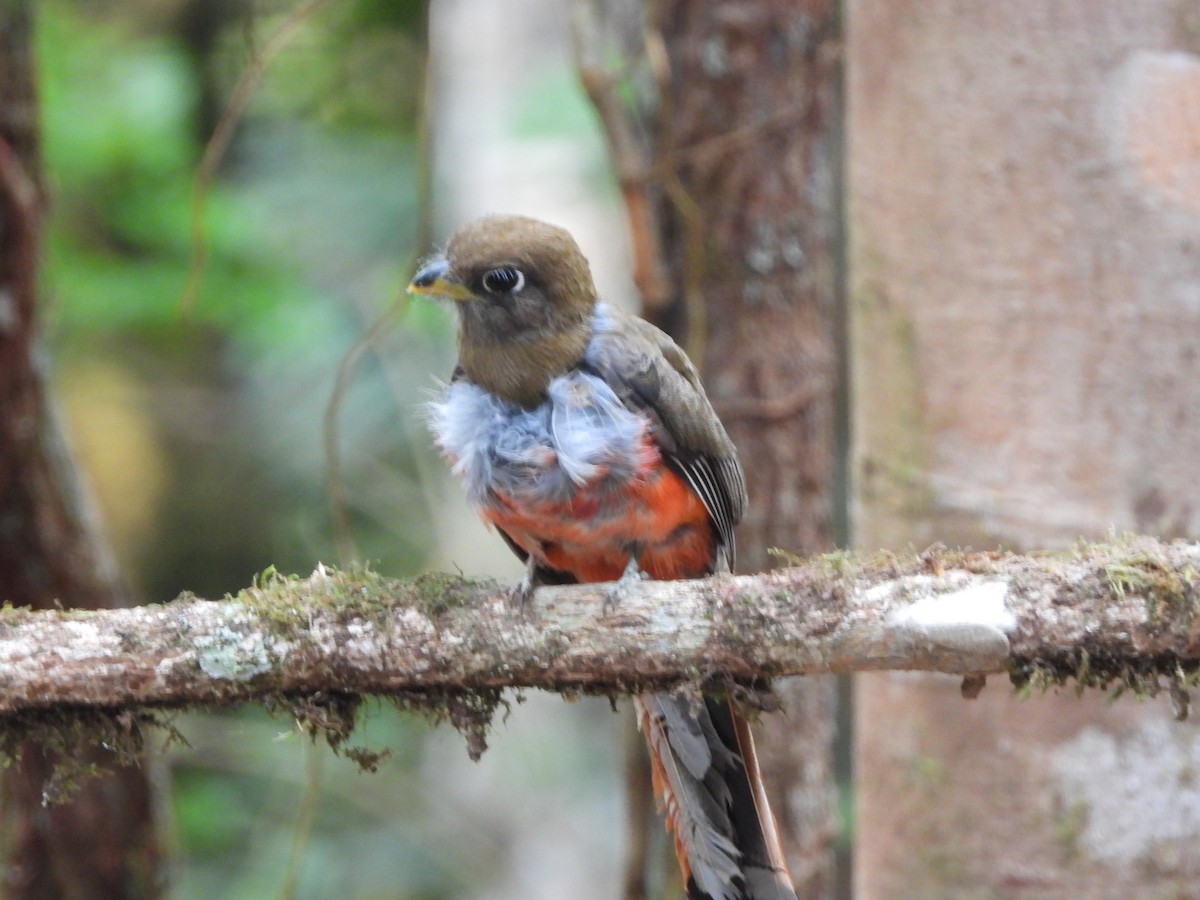 Blue-crowned Trogon - ML623515725