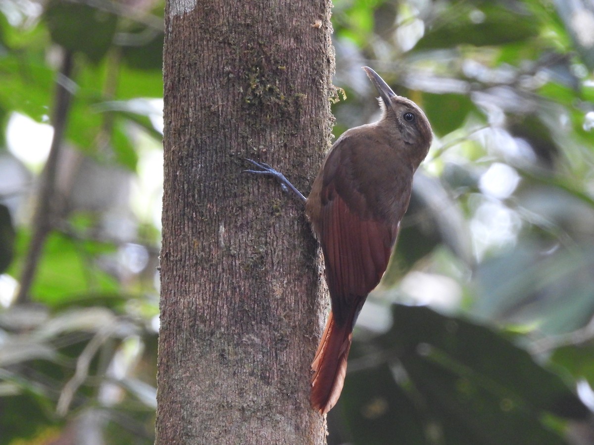 Plain-brown Woodcreeper - ML623515740