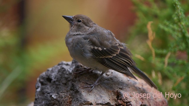 Tenerife Blue Chaffinch - ML623515745