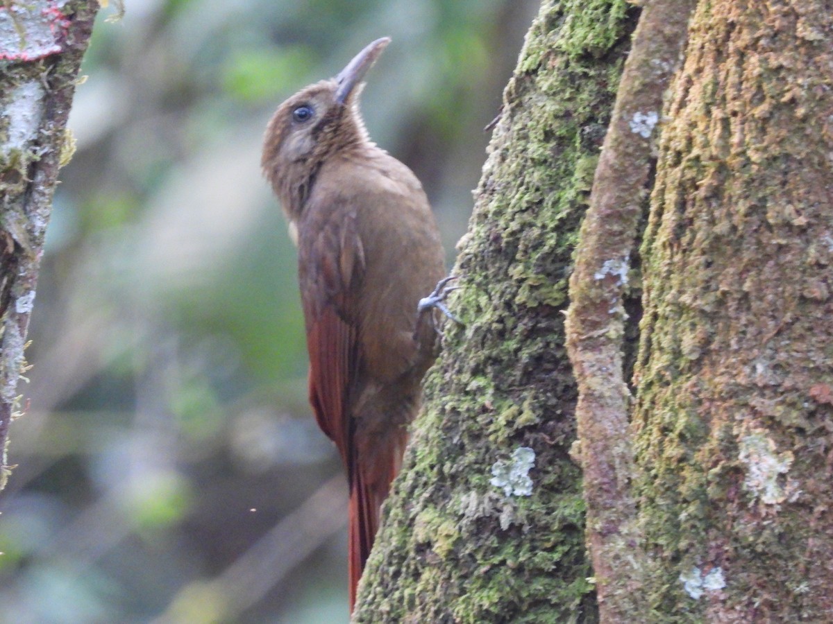 Plain-brown Woodcreeper - ML623515760