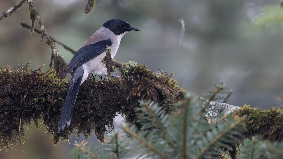 Black-headed Sibia - ML623515764