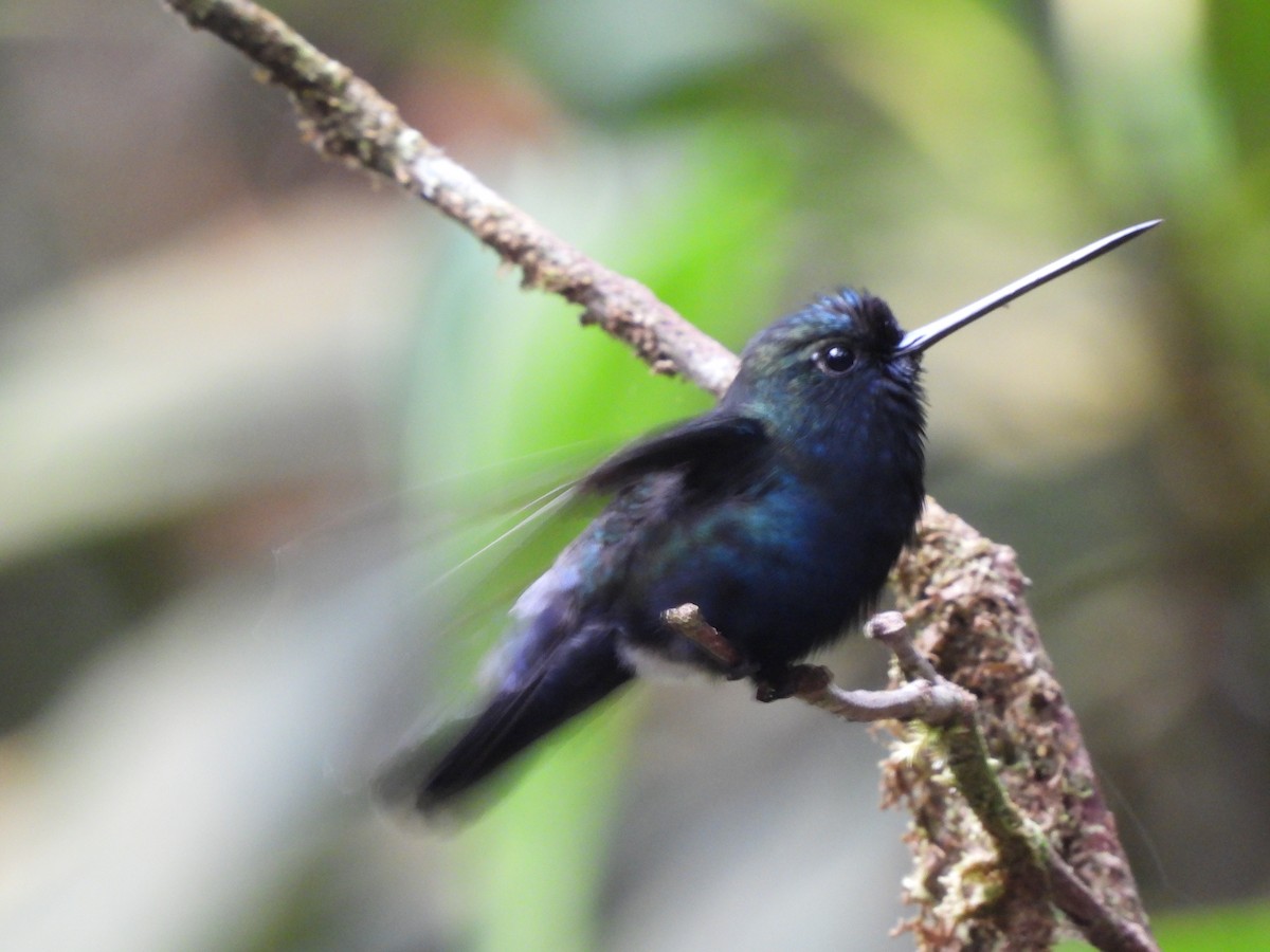 Blue-fronted Lancebill - ML623515765