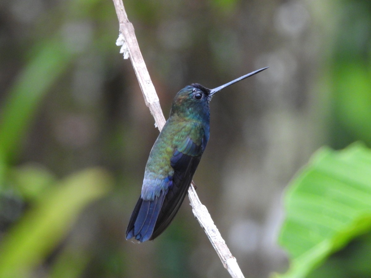 Blue-fronted Lancebill - ML623515766