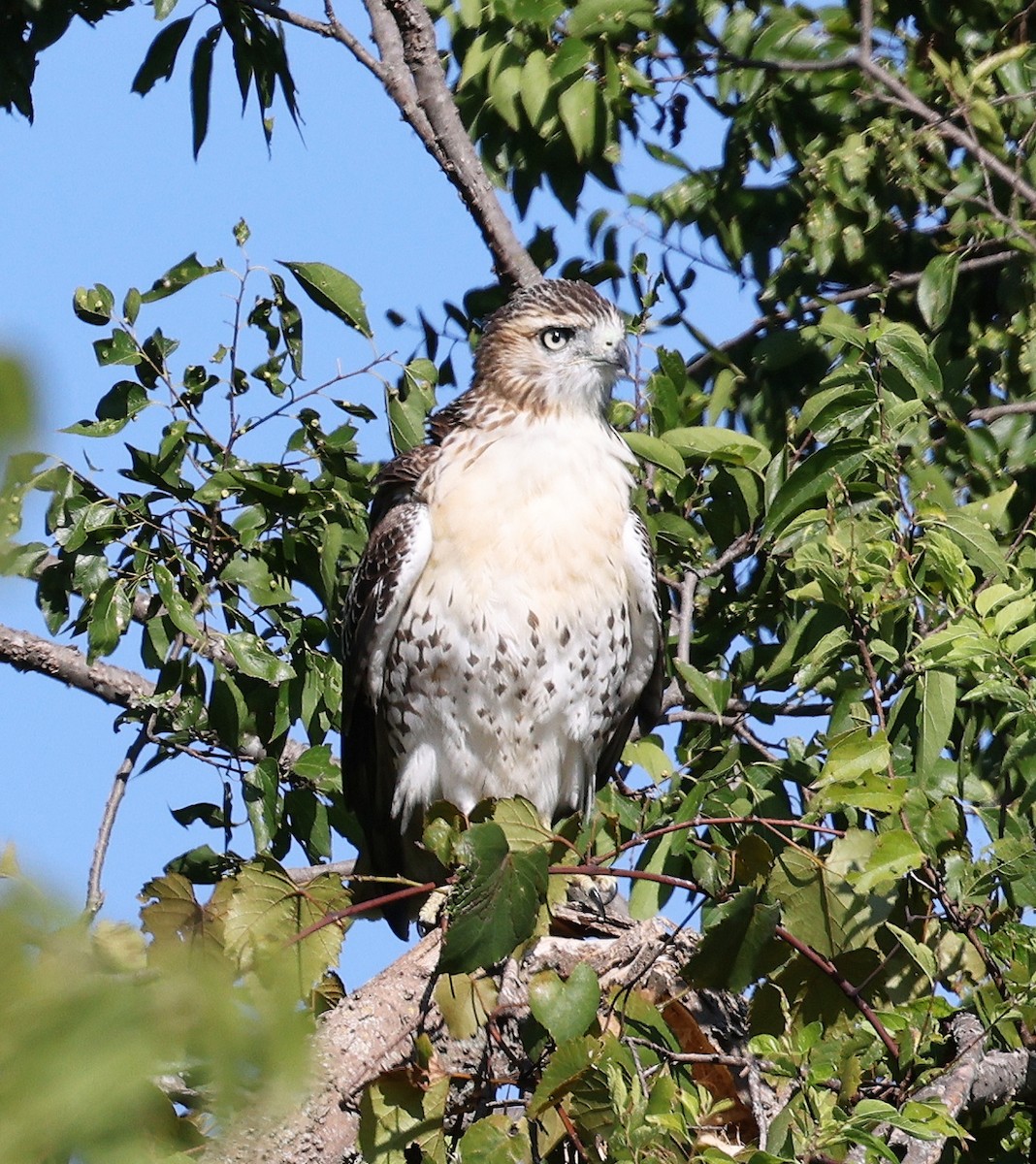 Red-tailed Hawk - ML623515768