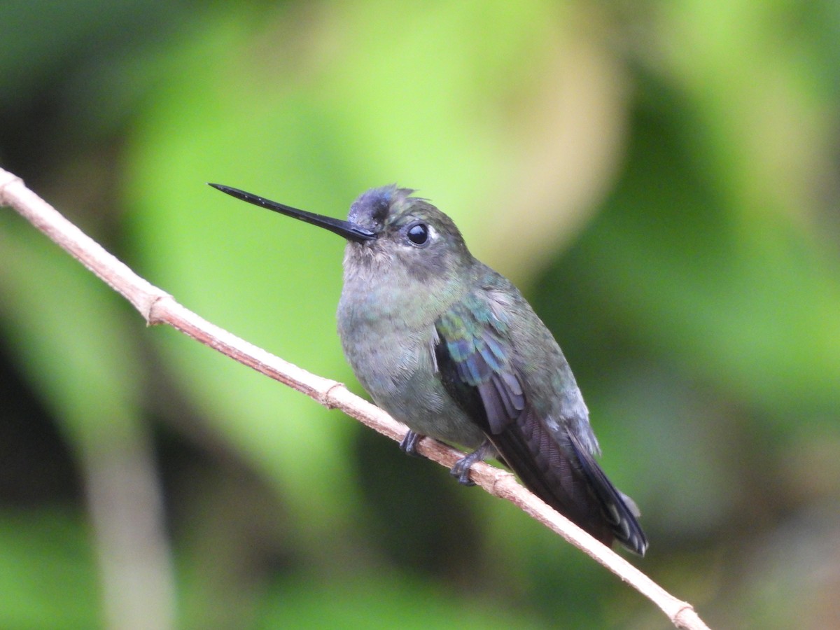 Green-fronted Lancebill - ML623515771