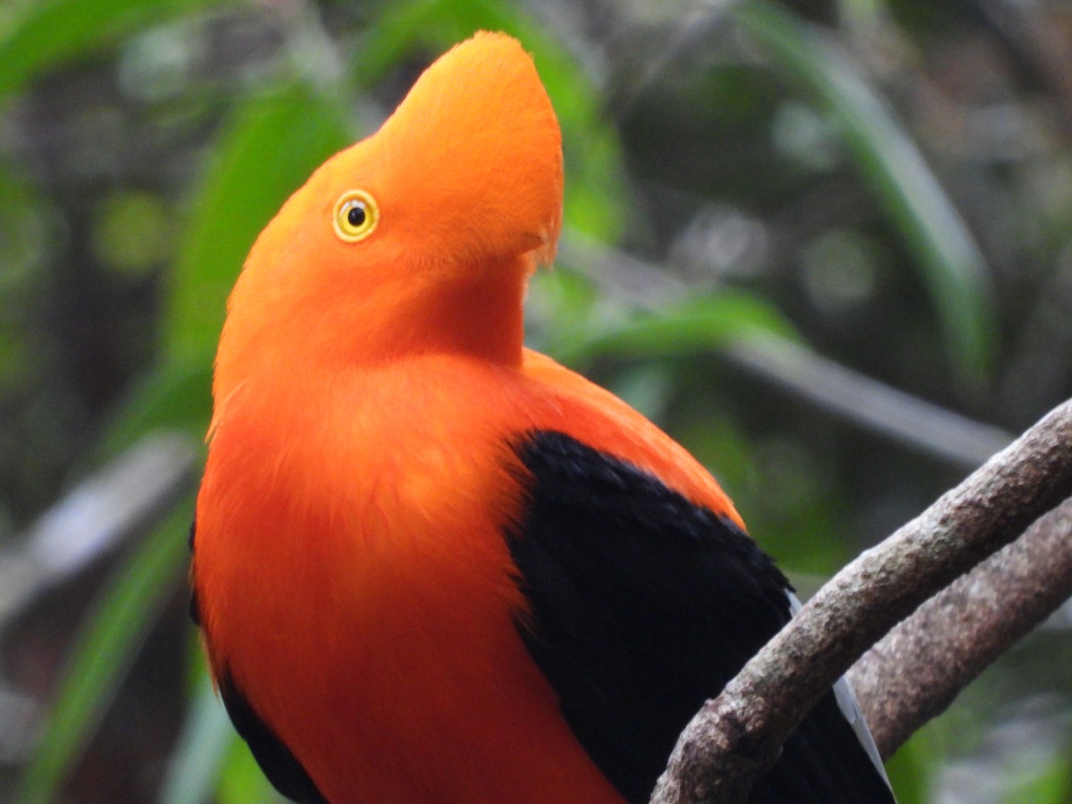 Andean Cock-of-the-rock - ML623515808