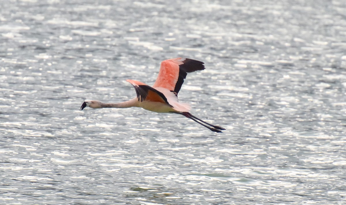 Chilean Flamingo - ML623515809