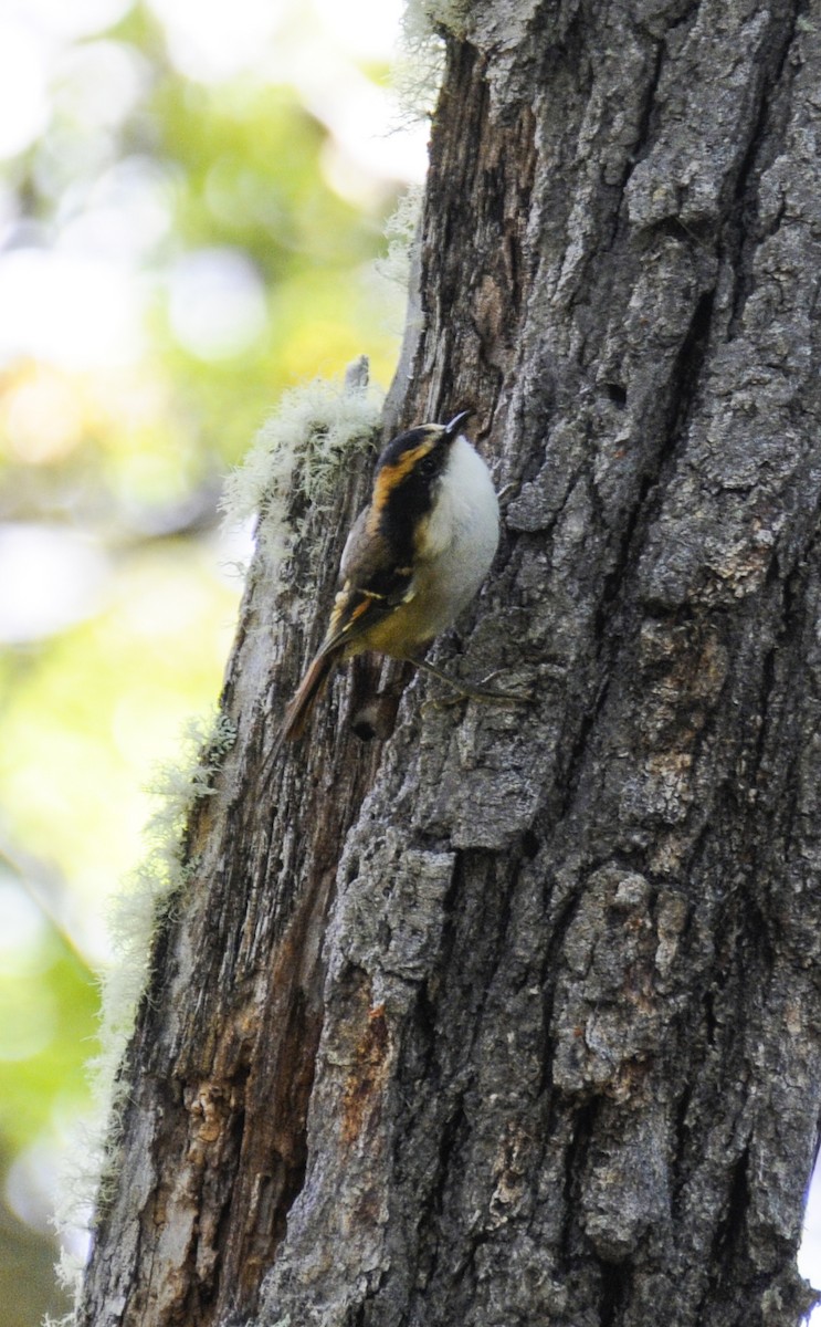 Thorn-tailed Rayadito - ML623515829