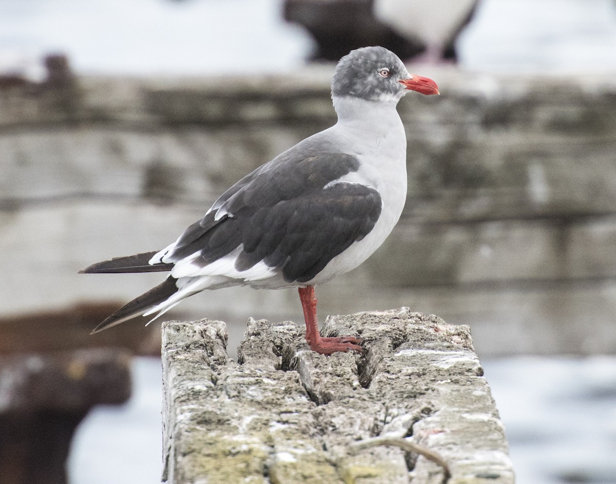 Dolphin Gull - ML623515854