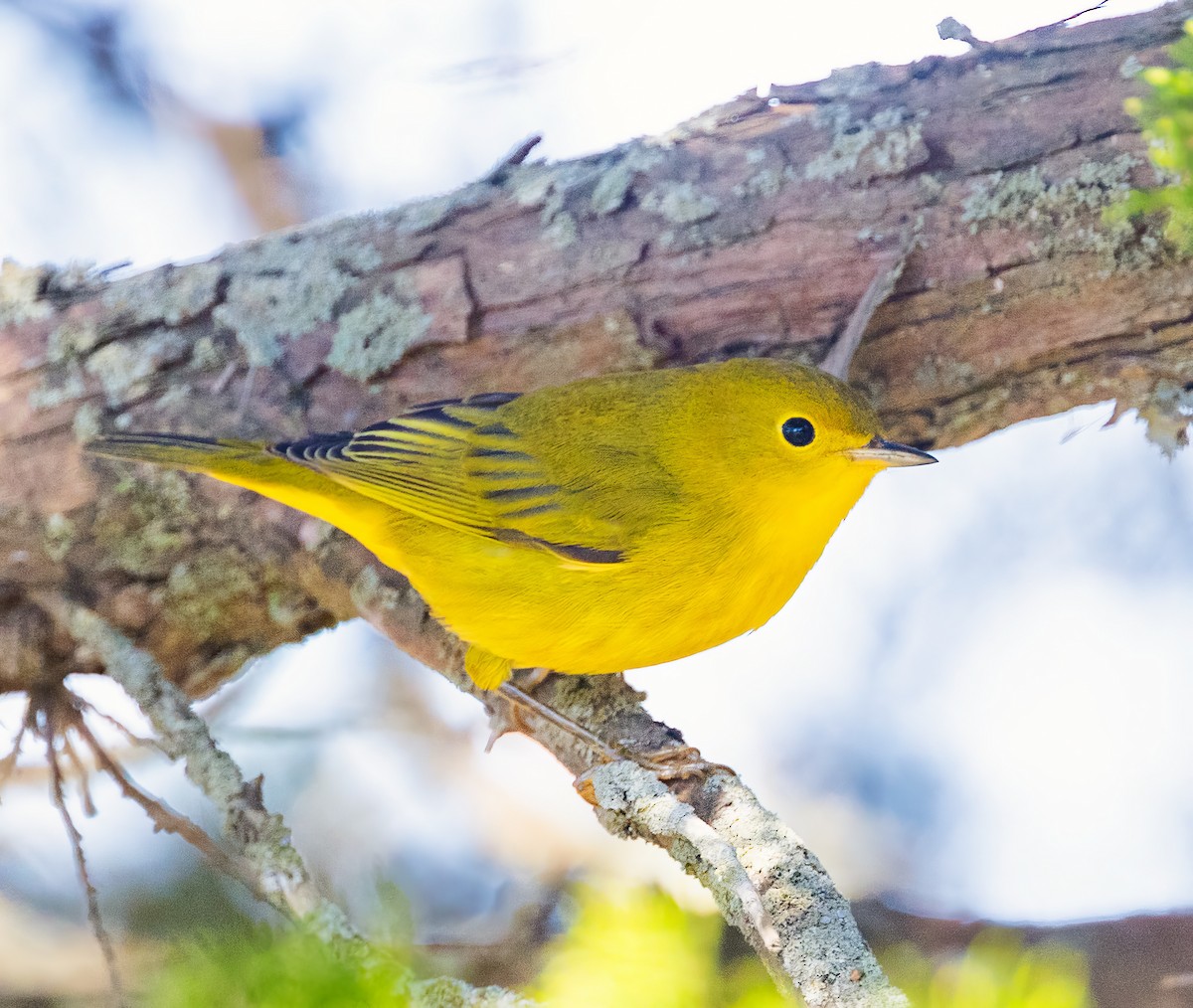 Paruline jaune - ML623515872