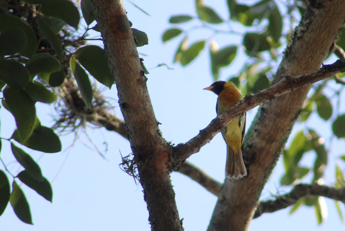 Guira Tanager - Julio César Loyo - @Juliocesarloyo