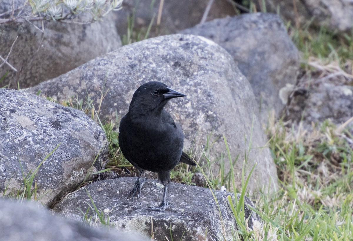 Tordo Patagón - ML623515980