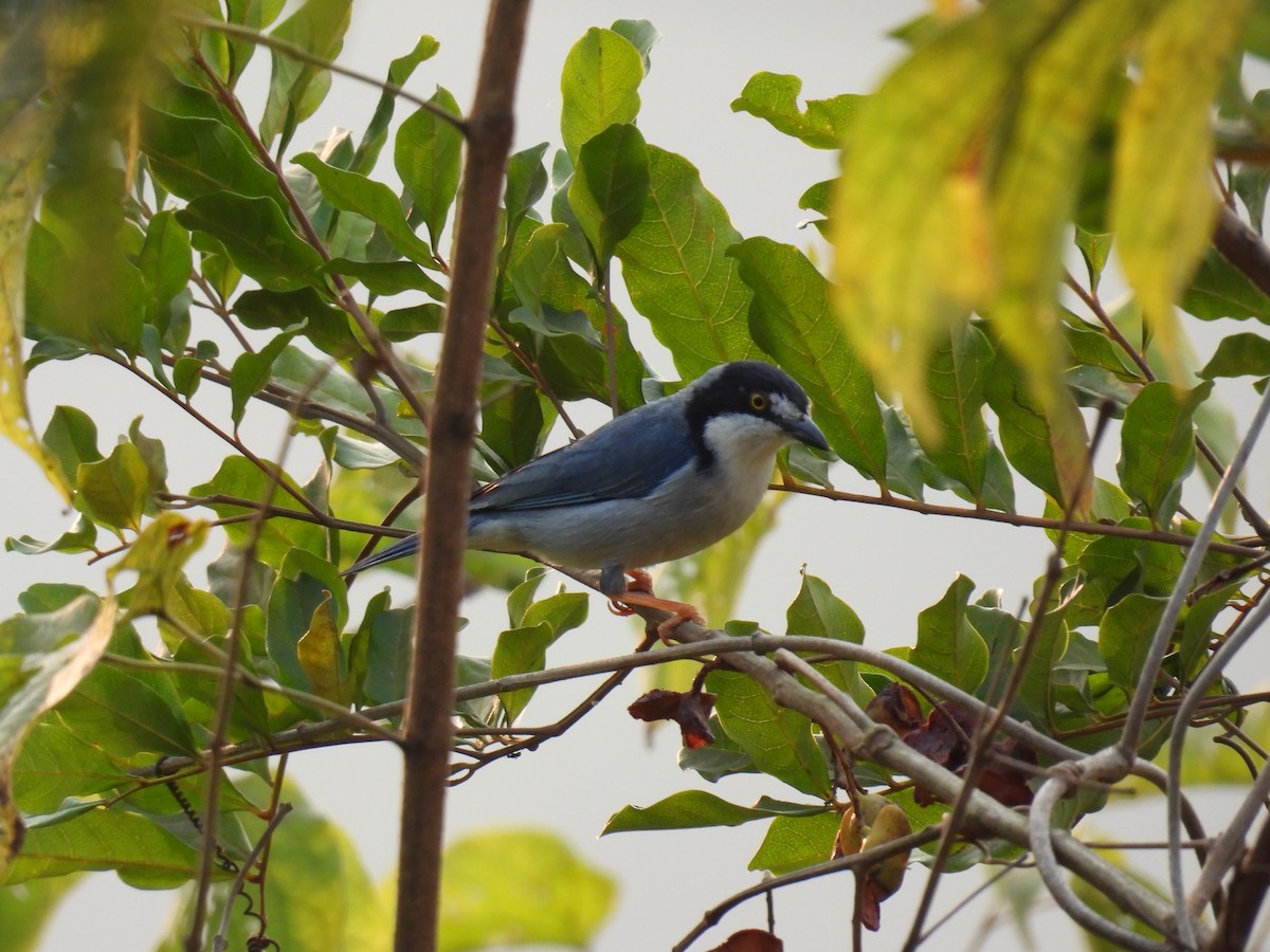 Hooded Tanager - ML623515982