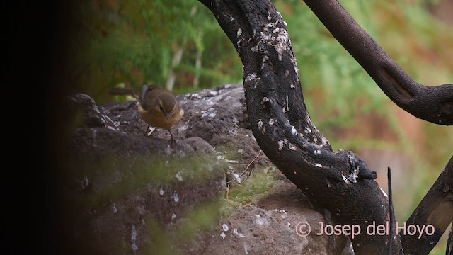 Canary Islands Chiffchaff - ML623516052