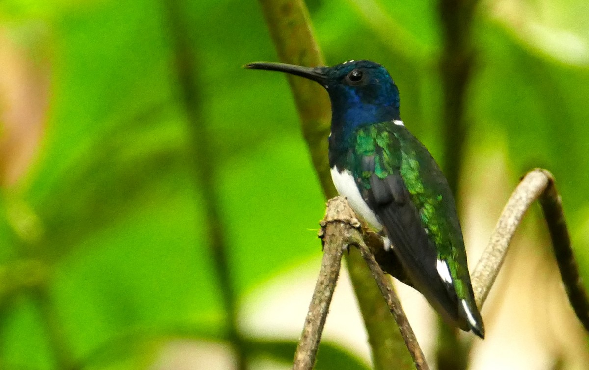 White-necked Jacobin - Pierre Bonmariage