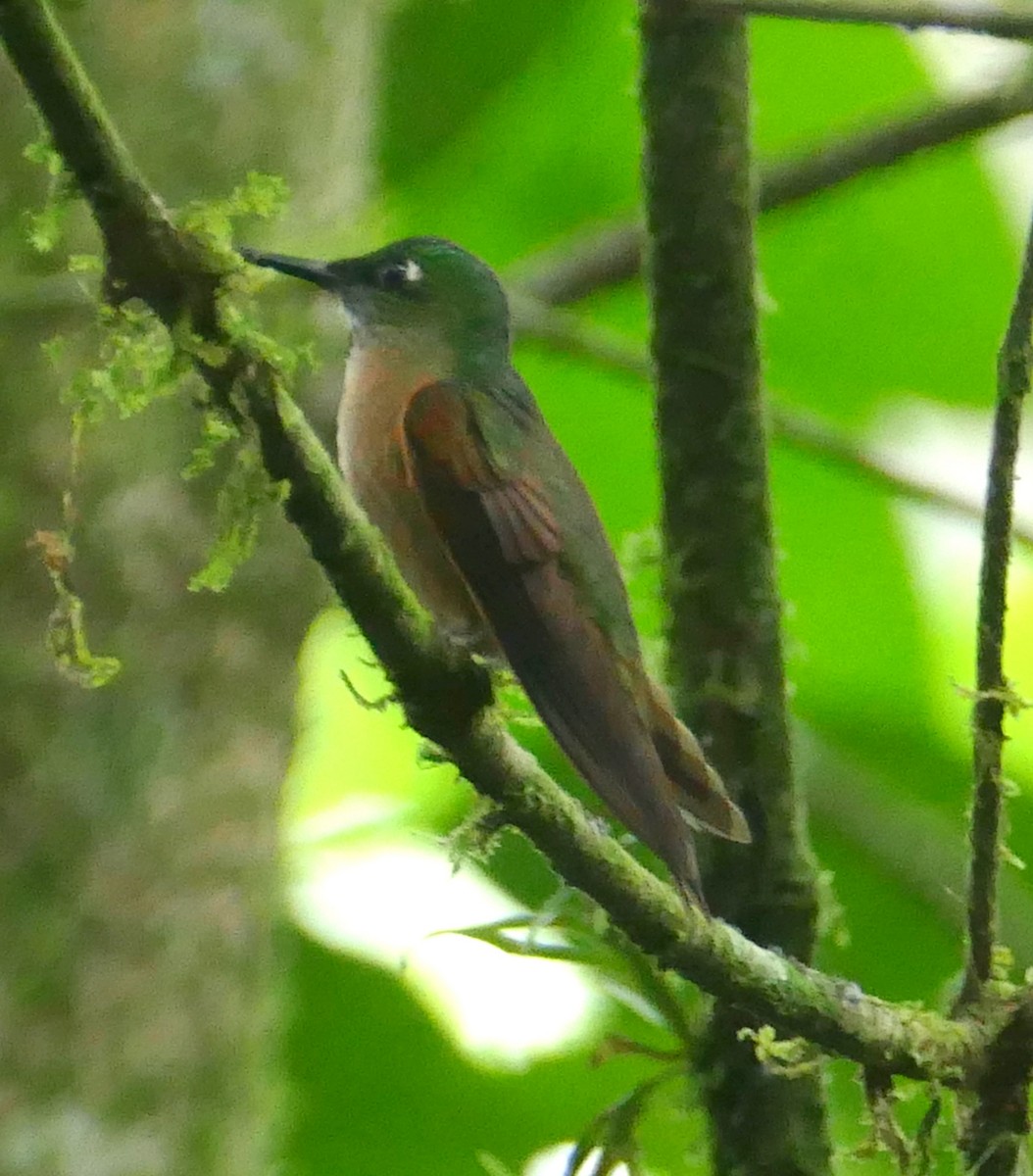 Fawn-breasted Brilliant - Pierre Bonmariage