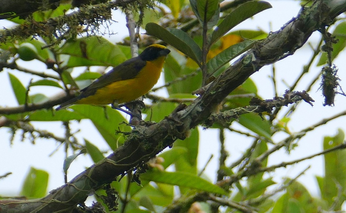 Thick-billed Euphonia - ML623516086