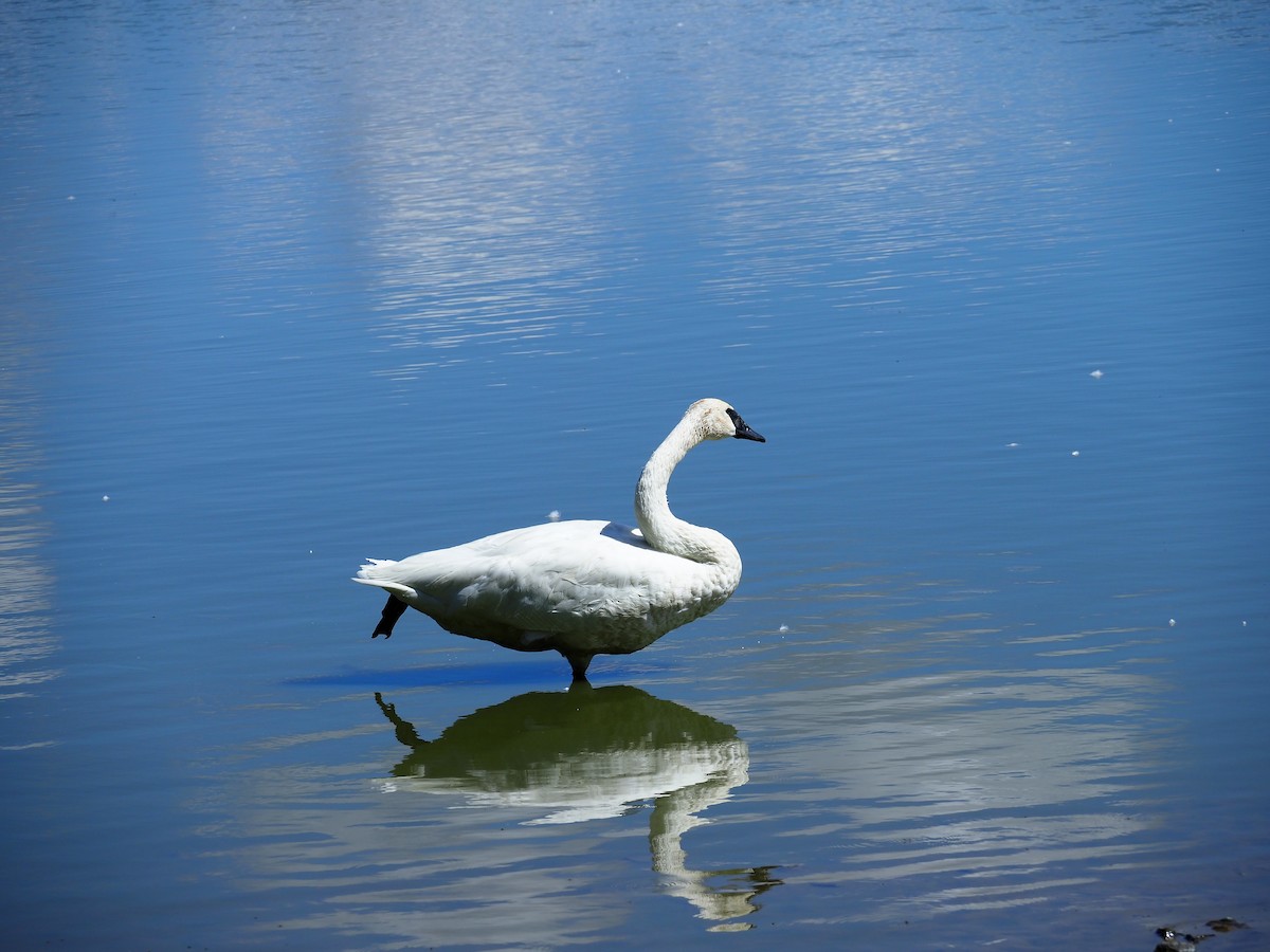 Trumpeter Swan - Tom and Margaret