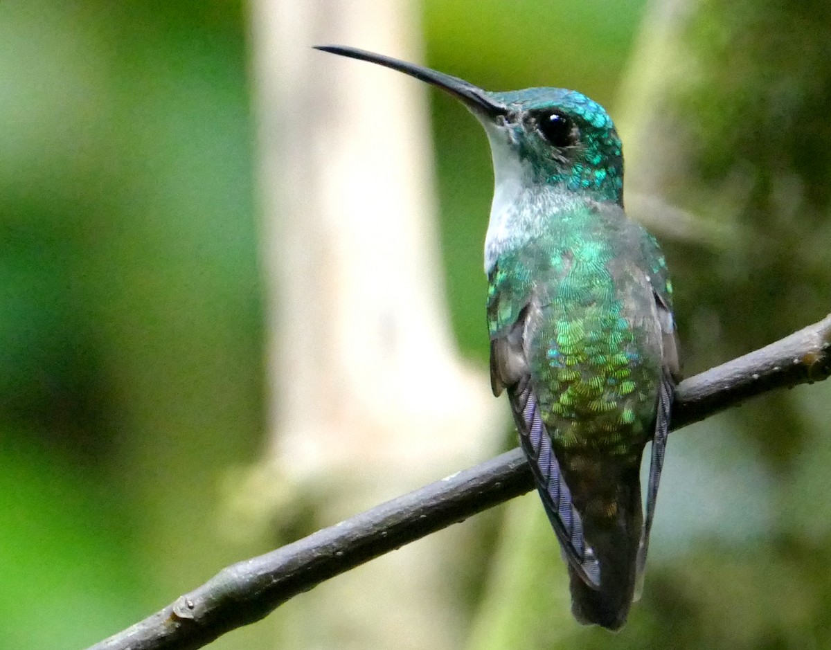 Andean Emerald - ML623516140