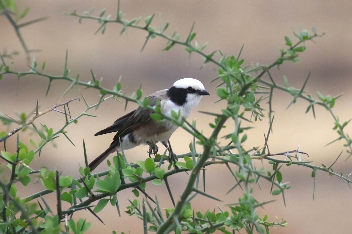 White-rumped Shrike - ML623516141