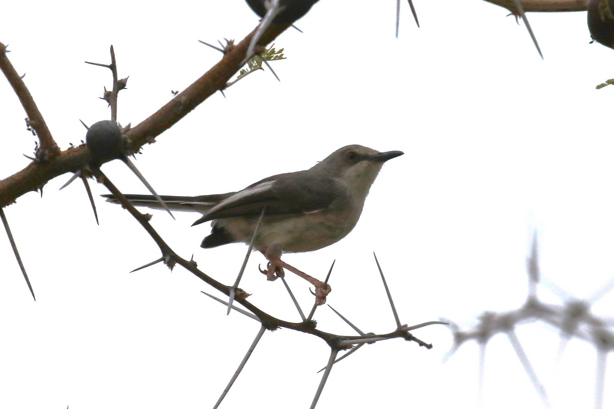 Karamoja Apalis - ML623516147