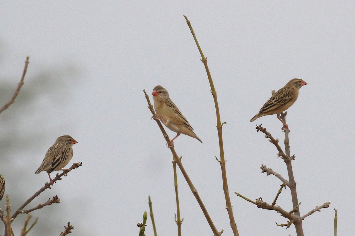 Red-billed Quelea - Fikret Ataşalan