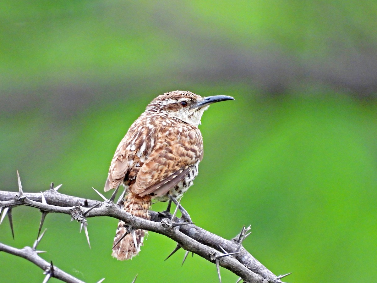 Boucard's Wren - Rob Mangum