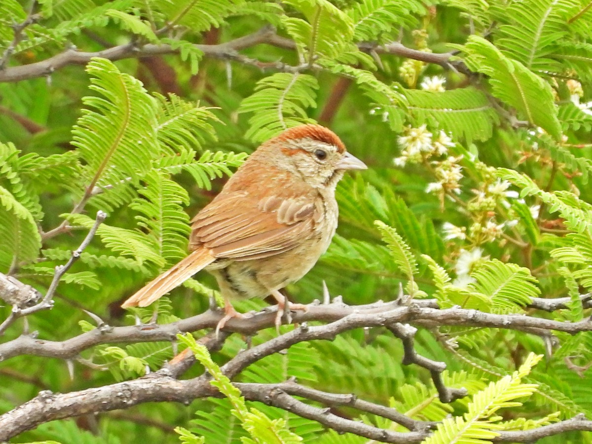 Rufous-crowned Sparrow - ML623516185