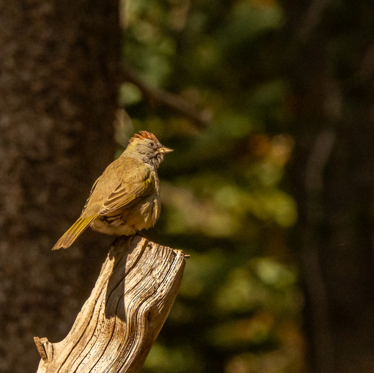 Green-tailed Towhee - Javier Vazquez