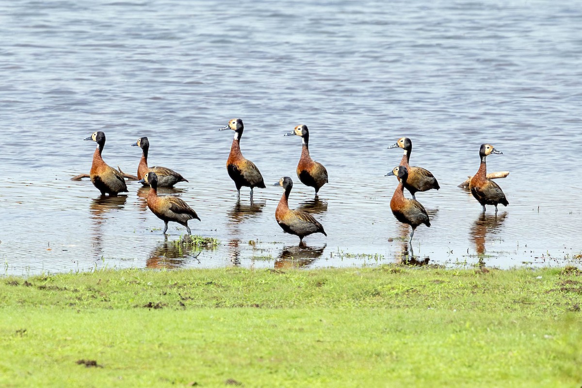 White-faced Whistling-Duck - ML623516205