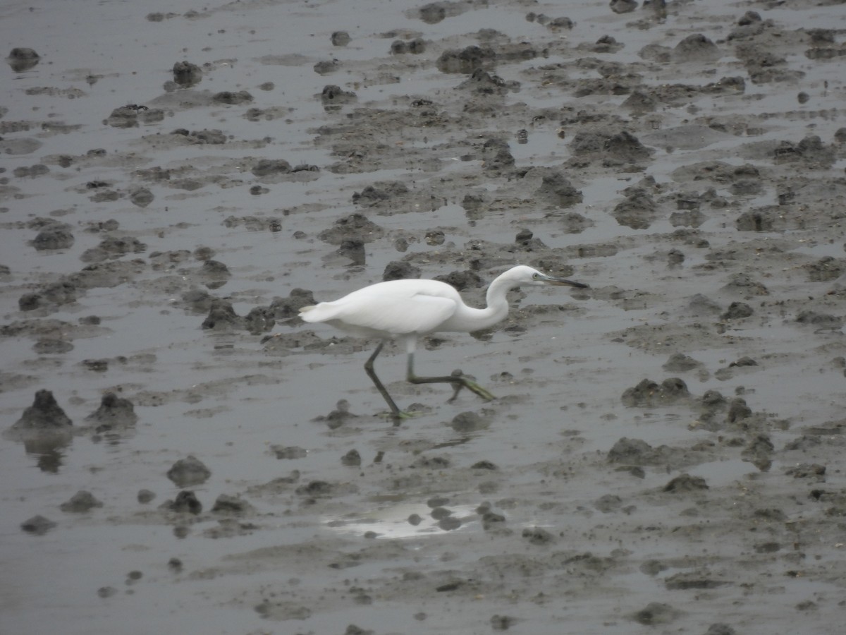 Chinese Egret - ML623516218